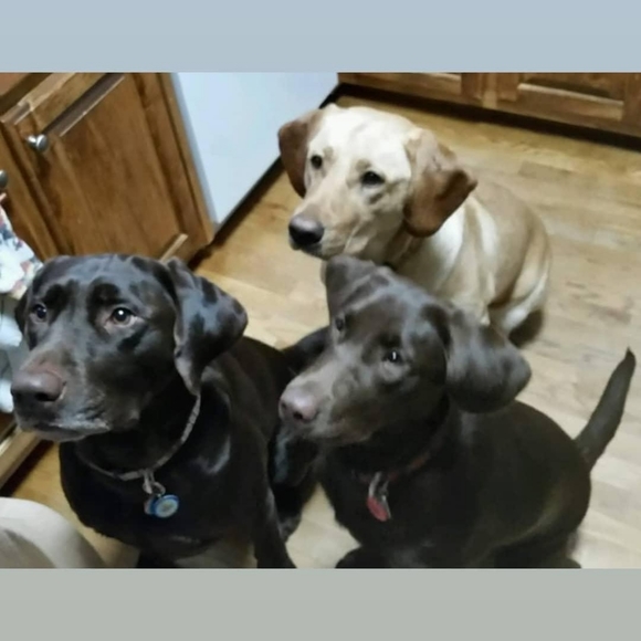 Meet your Posher, Isabella - Picture 5 of 8